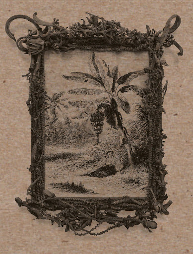 Musa Paradisiaca 
